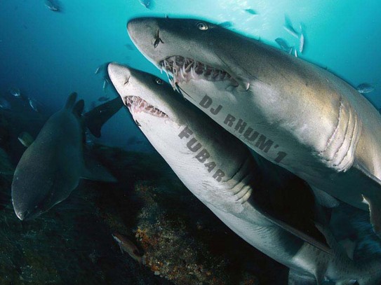 ** Discovering What Color Are Sharks Attracted To: Unveiling the Secrets of Shark Behavior